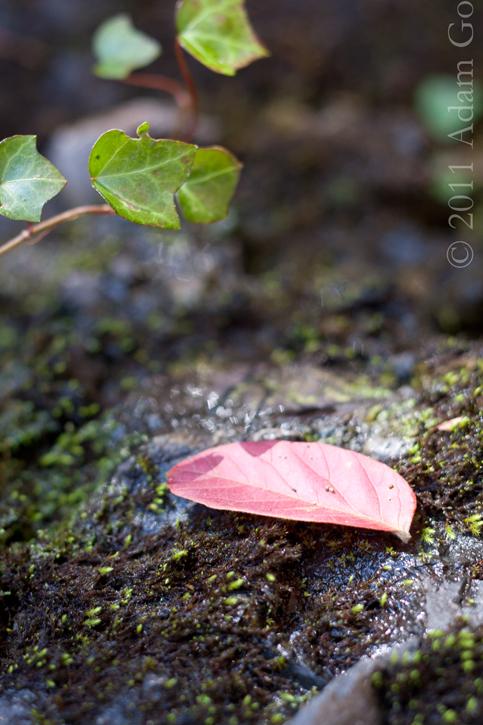 Fallen leaf