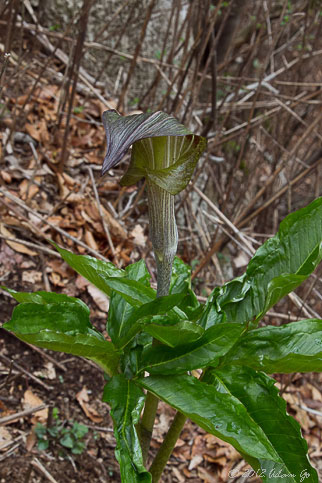 The plant with Ears