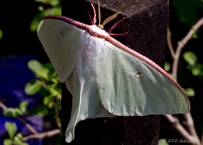 white and red moth