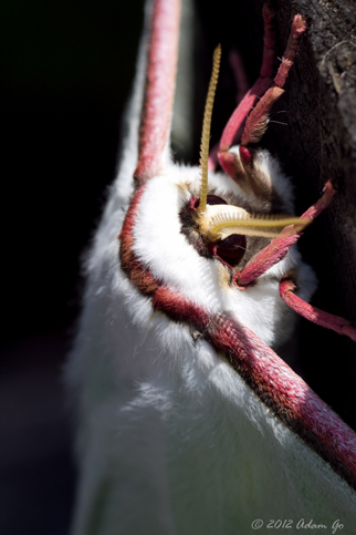 right side of moth photograph