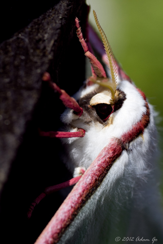 left side photograph of moth