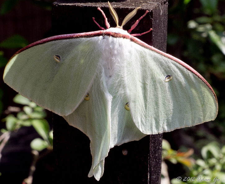 Whole body shot of moth