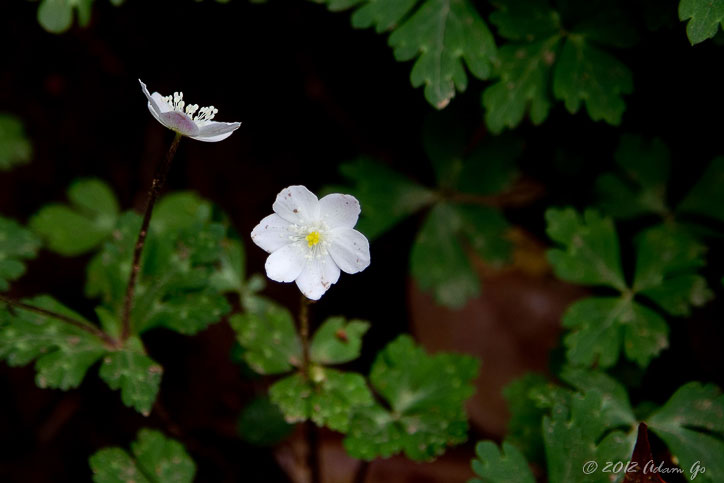 Nirinsou found on Mt. Tsukuba