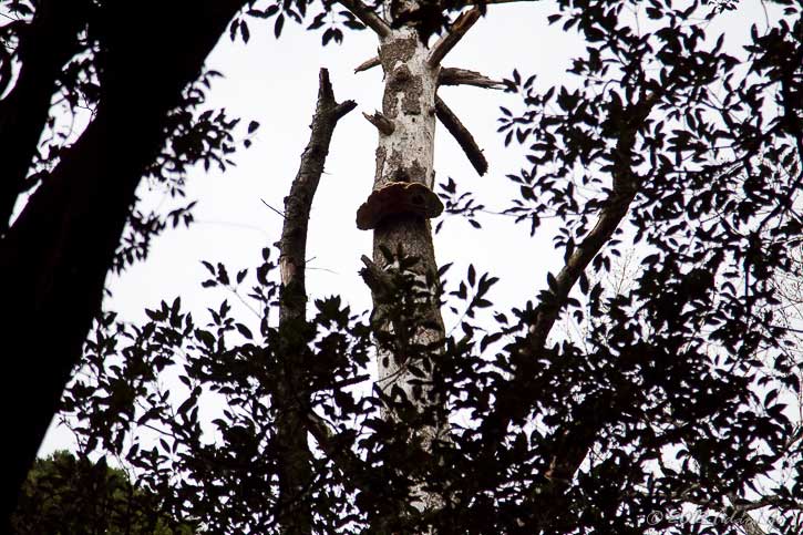 Sarunokoshikake or Monkey Chair