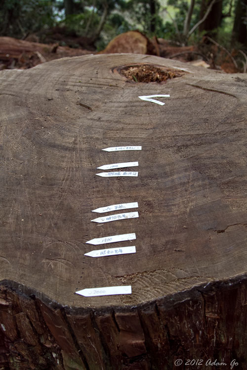 400 year old tree stump found along the way with some markings