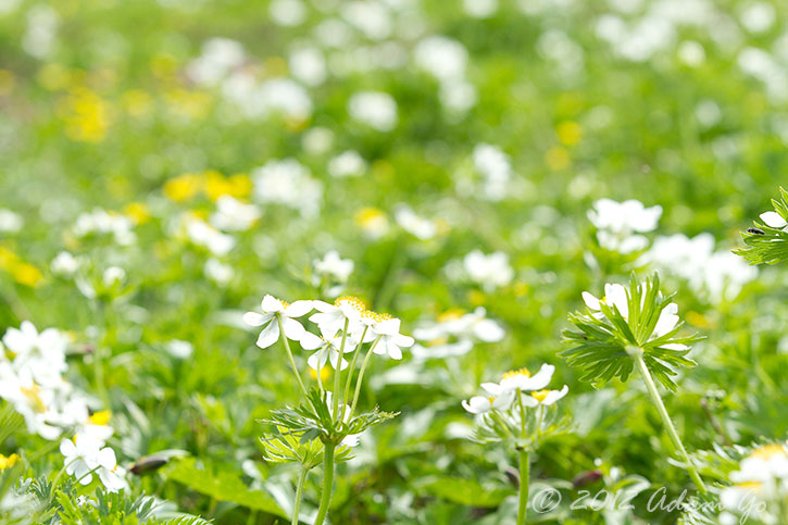 Mountain Flower 2