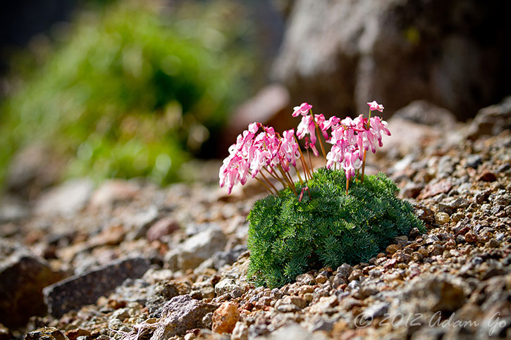 Mountain Flower